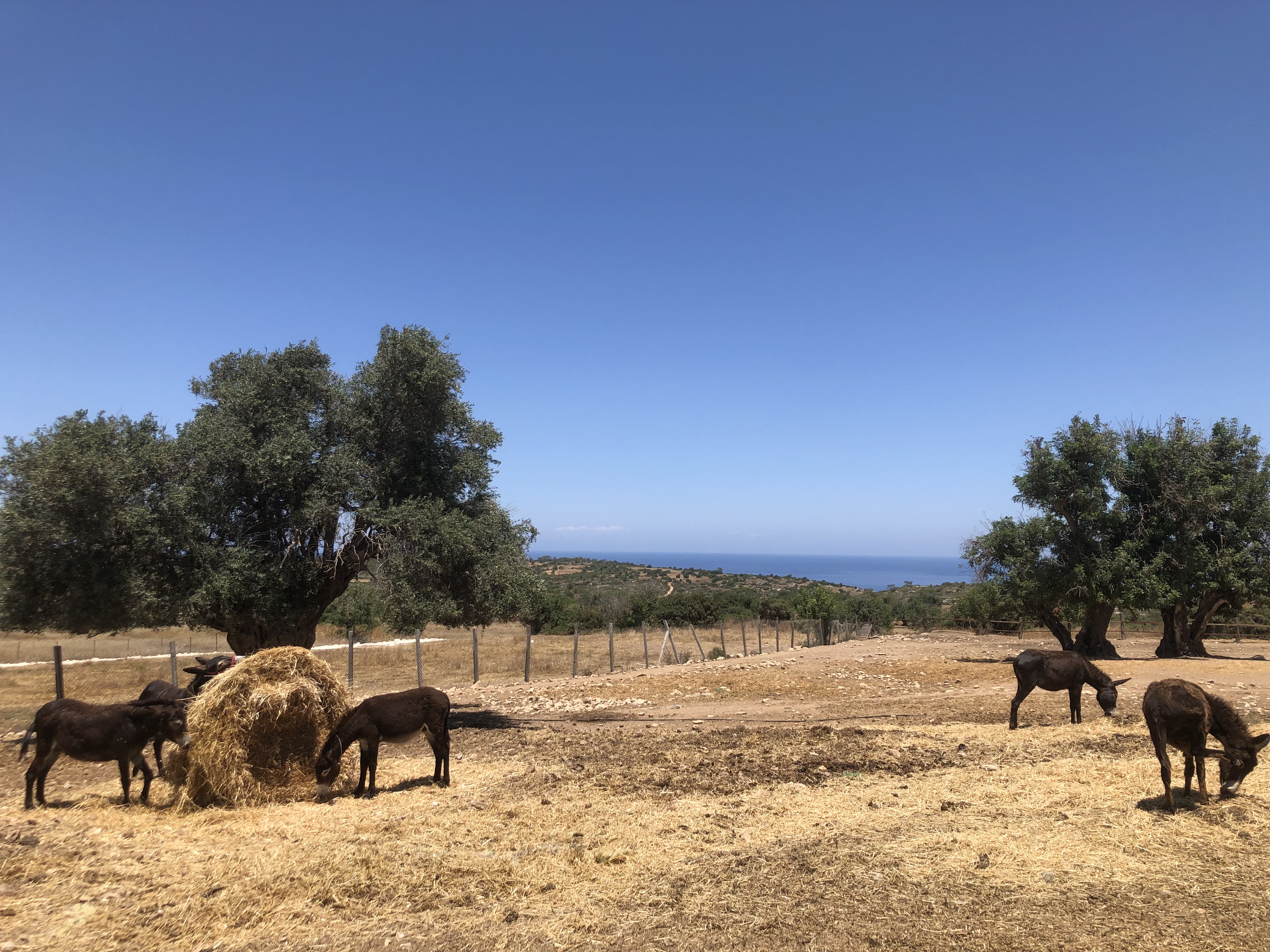 A few of the many donkeys enjoying their lunch.jpg